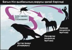 Қанмен тасымалданатын (гемотрансмиссивтік) “жаңа” жұқпалар және олардың алдын алу